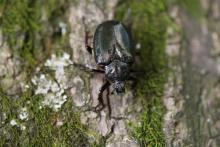 Pachnica dębowa – skryty mieszkaniec dziupli